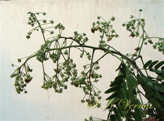  Inflorescence-Terminal panicle of flower heads